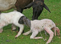 Newborn lambs taking their first steps