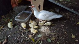 Ducks & Ducklings