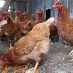 Hens waiting to be feed